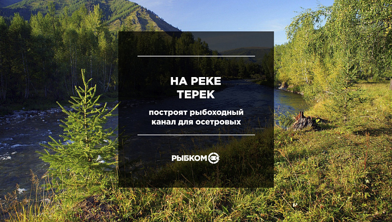 В Дагестане на реке Терек построят рыбоходный канал для осетровых
