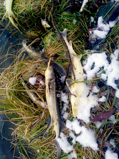 Росрыболовство расследует факт гибели краснокнижных осетровых рыб на Москве-реке в Жуковском
