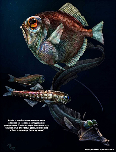 Глубоководные рыбы развили цветное зрение практически в абсолютной темноте
