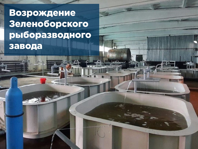 С возрожденного Зеленоборского рыборазводного завода выпустили первые 100 тыс. сеголеток сазана