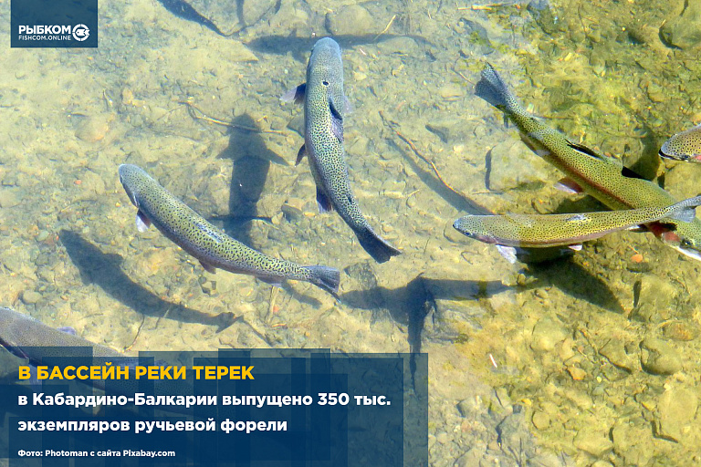 В бассейн реки Терек в Кабардино-Балкарии выпущено 350 тыс. экземпляров ручьевой форели