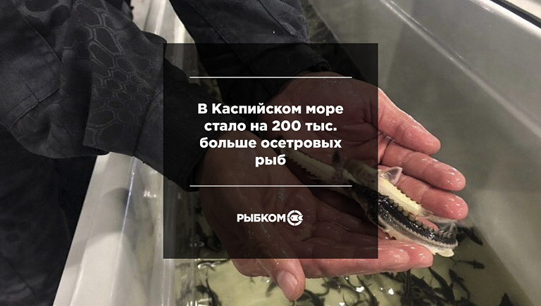 В Каспийском море стало на 200 тыс. больше осетровых рыб