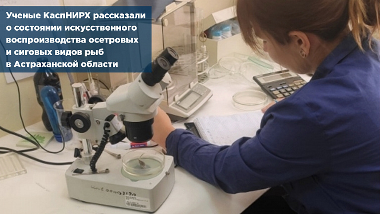 Ученые КаспНИРХ рассказали о состоянии искусственного воспроизводства осетровых и сиговых видов рыб в Астраханской области