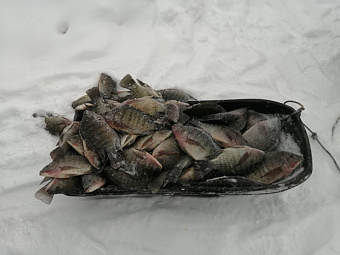 В озере Удомля в Тверской области массово погибает экзотическая тиляпия