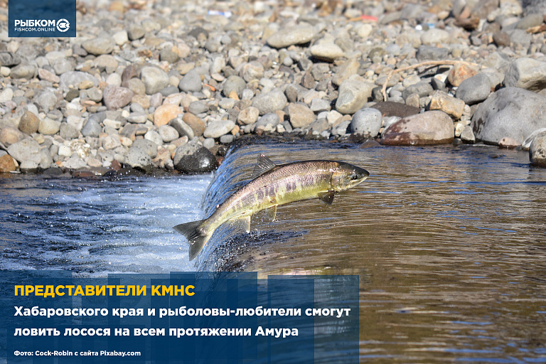 Представители КМНС Хабаровского края и рыболовы-любители смогут ловить лосося на всем протяжении Амура