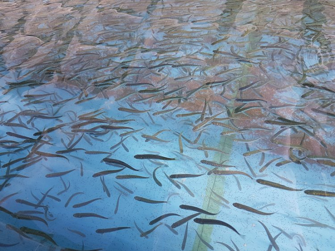 Сахалинские предприятия планируют выпустить не менее 1 млрд мальков лосося