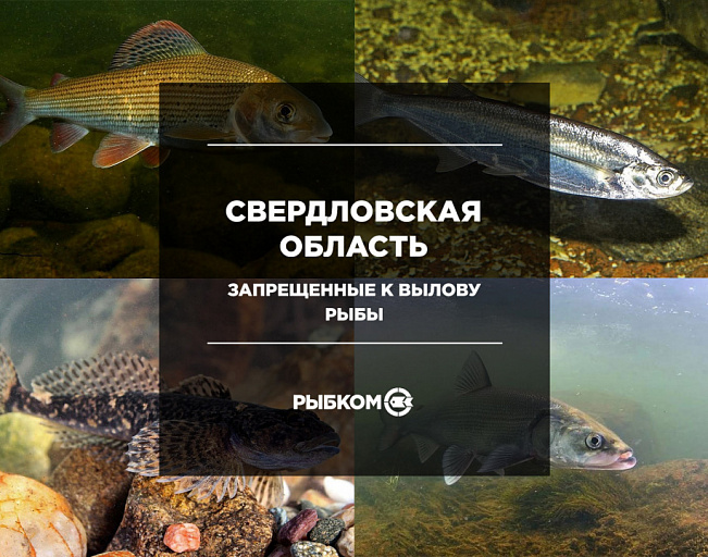 Рыбоохрана: Список рыб, запрещенных для вылова в Свердловской области
