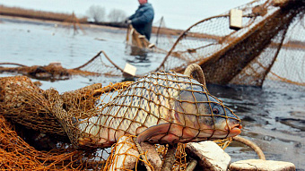 Компанию астраханских рыболовов оштрафовали на 5,5 млн рублей