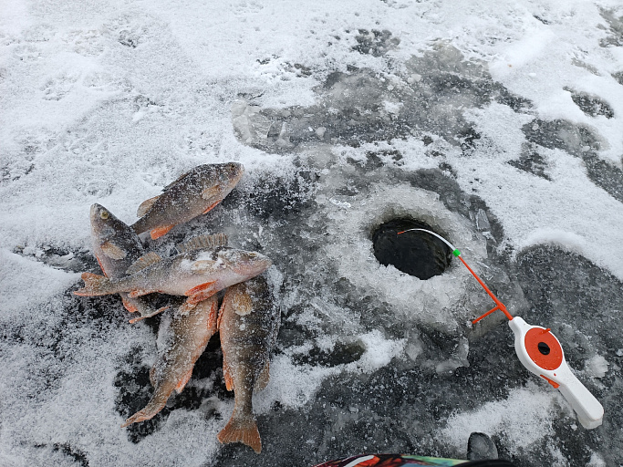 Правила рыбной ловли на 2024 год утвердили в Липецкой области