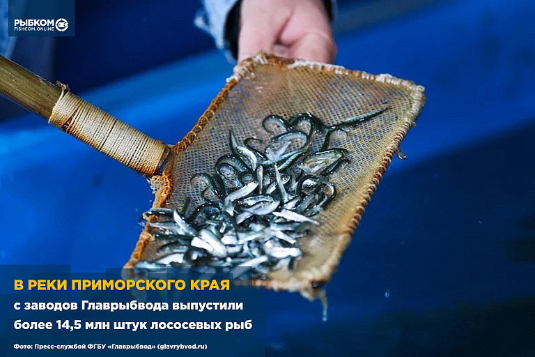 В реки Приморского края выпустили более 14,5 млн штук лососевых рыб