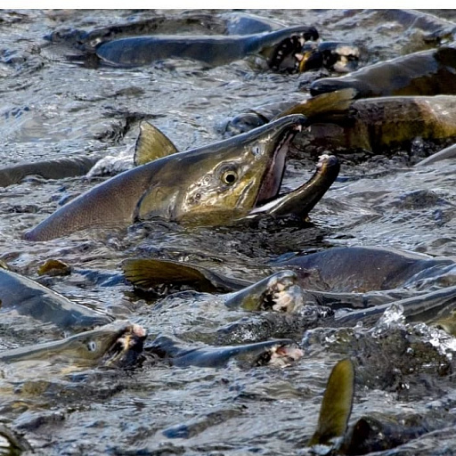 Главрыбвод: Как лосось безошибочно находит дорогу домой