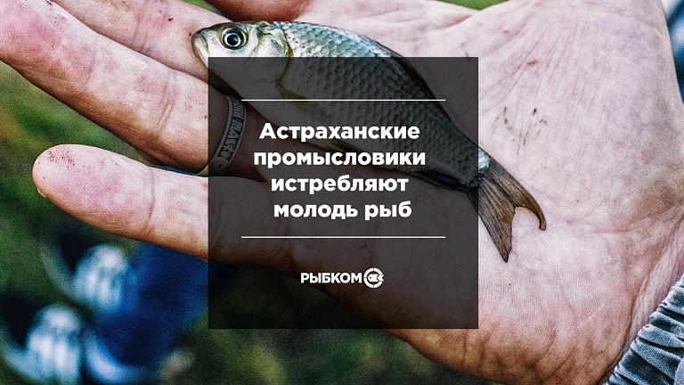 Астраханские промысловики истребляют молодь рыб