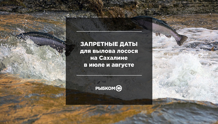 Запретные даты для вылова лосося на Сахалине в июле и августе
