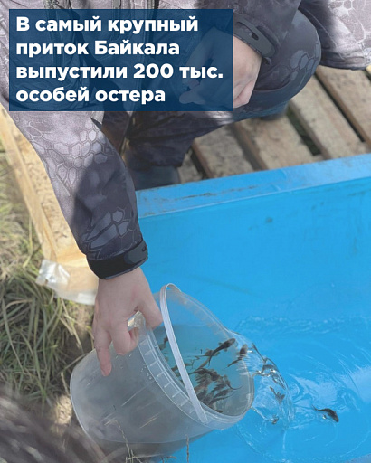 В самый крупный приток Байкала выпустили 200 тыс. особей осетра