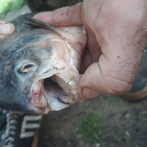 Рыба с «человеческими» зубами поймана на Оке