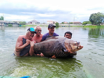 В Тайланде побили мировой рекорд, поймав карпа весом 114 килограмм 