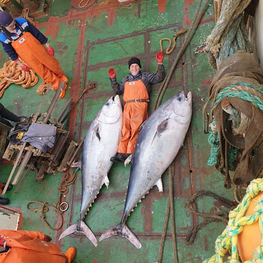 На Курилах поймали тунца больше человеческого роста