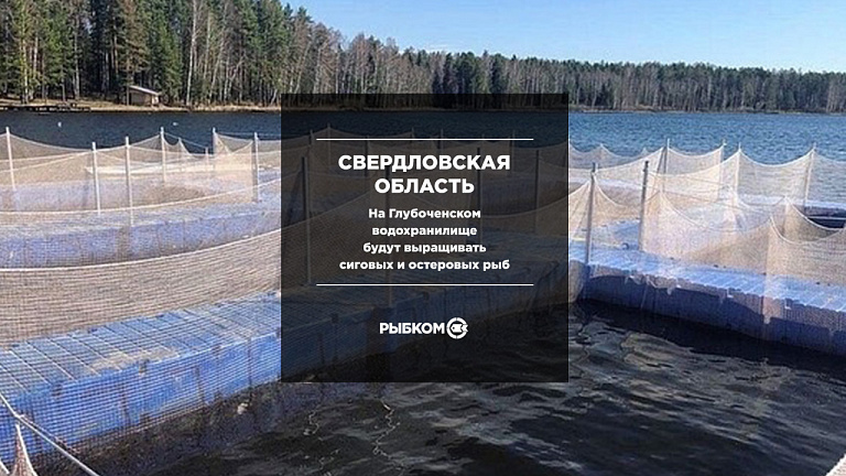 В Свердловской области на территории ООПТ будут выращивать сиговых и осетровых рыб