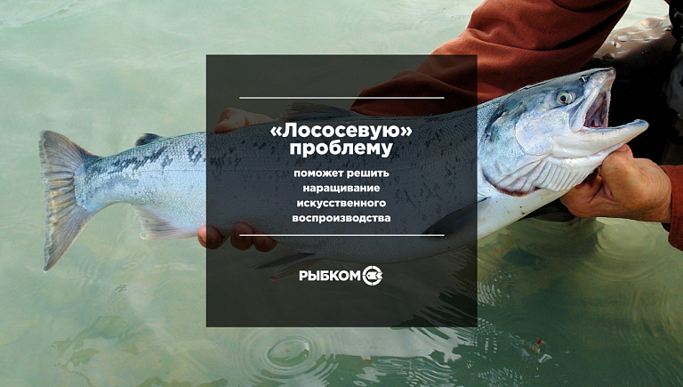 Росрыболовство: проблему снижения запасов лососевых рыб сможет решить наращивание искусственного воспроизводства