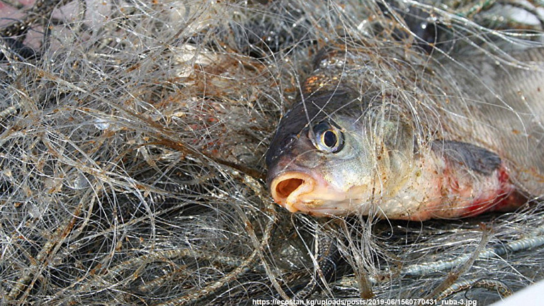 Рыбалка закончилась уголовным делом в Калужской области