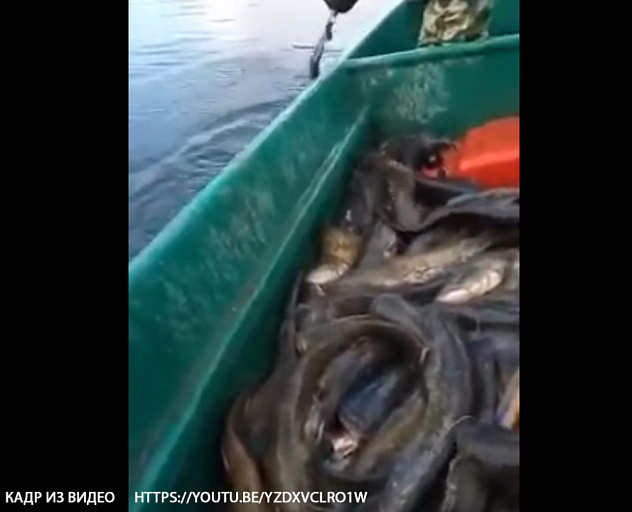 Уголовка за видео с рыбалки. Астраханская полиция разыскивает «героев» браконьерского видеоролика