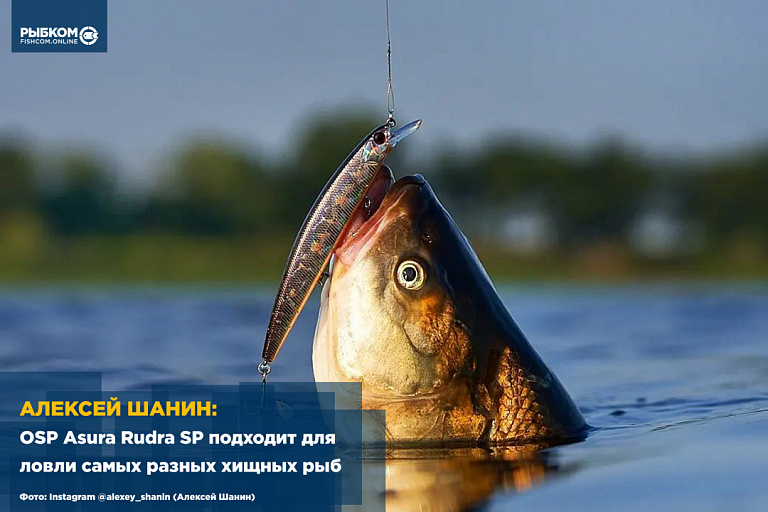 Алексей Шанин: Воблер OSP Asura Rudra SP подходит для ловли самых разных хищных рыб