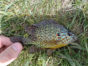 В Ростовской области рыбак поймал редчайшего солнечного окуня