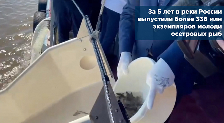 За 5 лет в реки России выпустили более 336 млн экземпляров молоди осетровых рыб