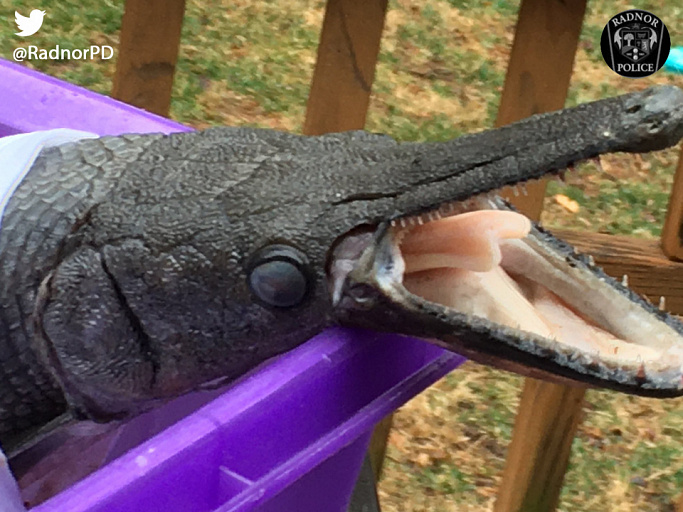 Редкая рыба-крокодил найдена в США