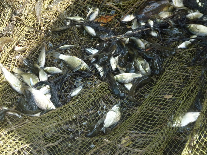 Волгоградцы спасли более 2000 мальков щуки, карася и частиковых пород рыб