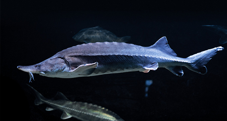 В Азовском море практически  исчезли ценные виды рыб – ученые рассказали о причинах