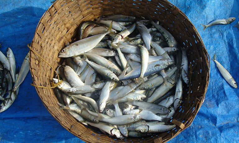 Как сохранить рыбу во время длительной рыбалки и довезти свежей до дома