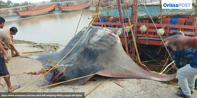 Скат весом 900 кг выловлен у берегов Индии