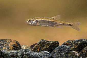 Ученые обнаружили новый вид рыбы в Челябинской области