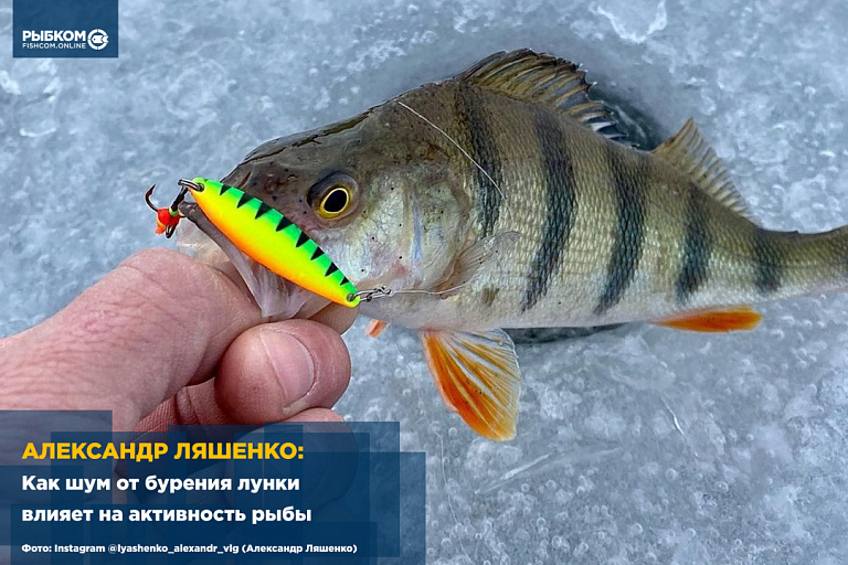 Александр Ляшенко: Как шум от бурения лунки влияет на активность рыбы