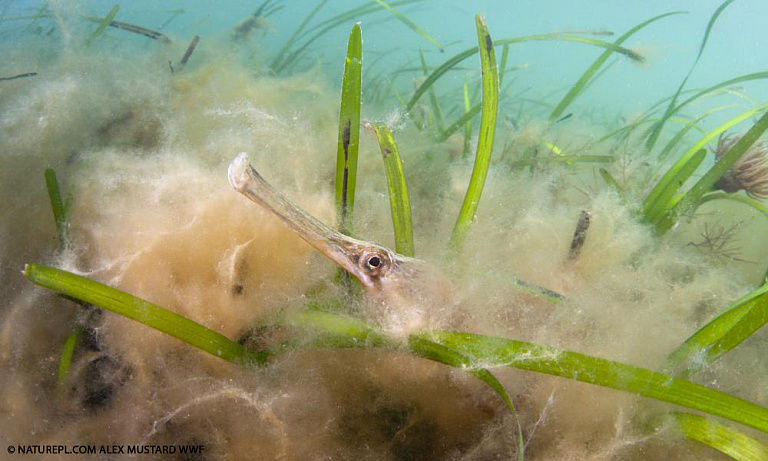 WWF: Морская трава поможет спасти рыб и сохранить океаны