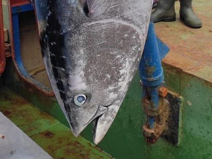 На Курильских островах выловили самого большого за несколько десятилетий тунца