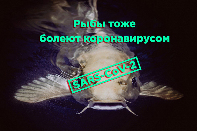 Ученые: Рыбы тоже болеют коронавирусом SARS-CoV-2