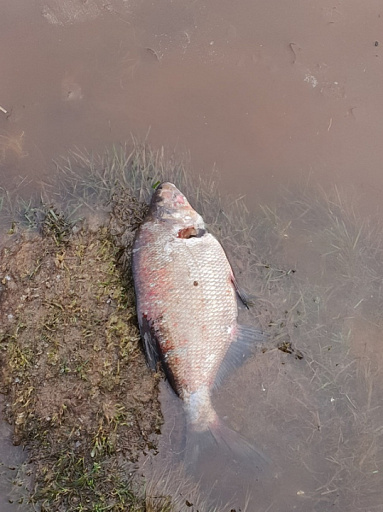 Петербуржцы заметили мертвую рыбу в Лахтинском разливе