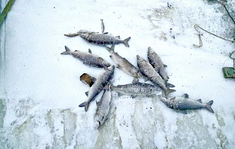 На Ямале рыболова оштрафовали на 900 тысяч рублей за вылов муксуна