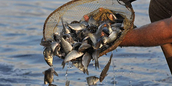 «Главрыбвод» сообщил, что выпустил около 145 млн молоди ценных рыб за 2023 год