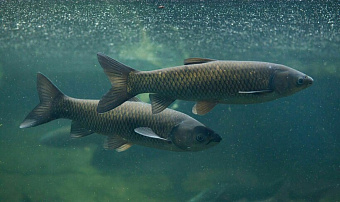 В озеро в Калужской области выпустили 10 тонн рыбы