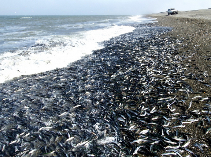 Полицейские и рыбнадзор могут не пустить сахалинских рыбаков за мойвой в Татарский пролив