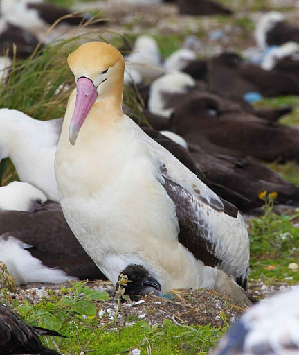 Альбатросы помогут выслеживать браконьерские суда в океане