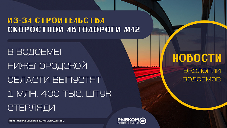Из-за строительства скоростной автодороги М12 в водоемы Нижегородской области выпустят 1 млн. 400 тыс. штук стерляди