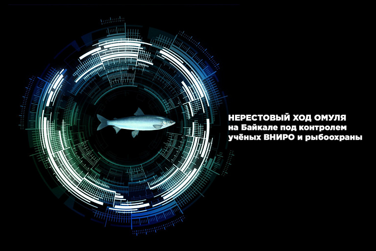 Нерестовый ход омуля на Байкале под контролем учёных ВНИРО и рыбоохраны