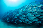 Ученые выяснили, что размер взрослых рыб на морских охраняемых территорий мельчает
