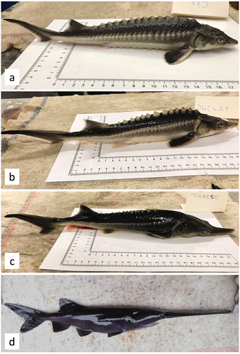 Ученые случайно создали гибрид двух вымирающих осетровых рыб