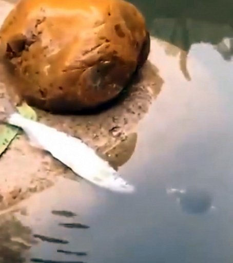 Маленькая черепашка спасла рыбу от гибели