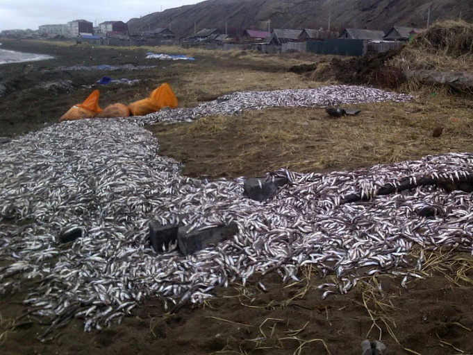 Рыбу, которую погубили браконьеры, хотят отдавать в приюты для животных
